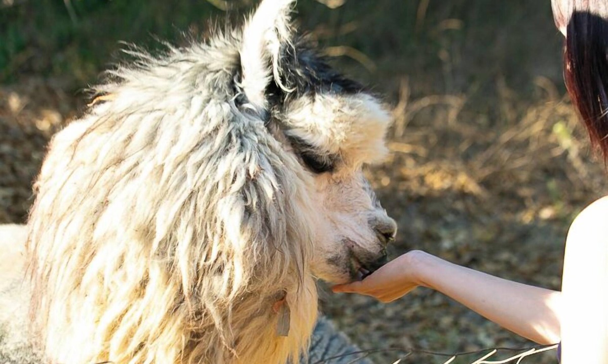 Rainbow CDP House | Romantic Alpaca Retreat/Farmstay With Soaking Tub