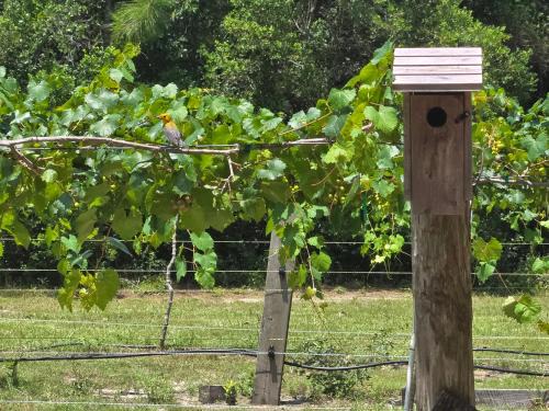 Moss Point House | Whippowill Cabin