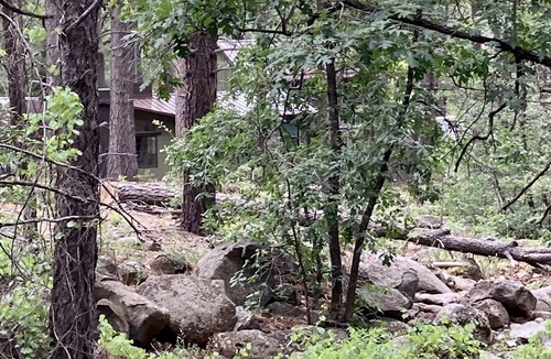 Munds Park House | Bear Treehouse - An acre of cool pines, AC, walking distance to fun!