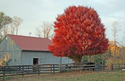 Middleburg House | Hunt Box-Antique Filled Cottage on Lowelands Farm-Middleburg ZONR-2024-012704