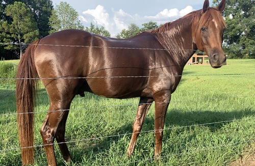 Baldwin County RV Rental | RV or horse trailer hookup with pasture for horses