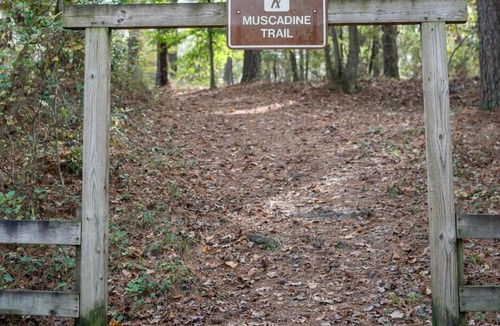 Morton RV Rental | Tentrr State Park Site - Mississippi Roosevelt State Park - Tall Trees D - Sing