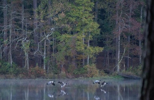 Morton RV Rental | Tentrr State Park Site - Mississippi Roosevelt State Park - I - Single Camp