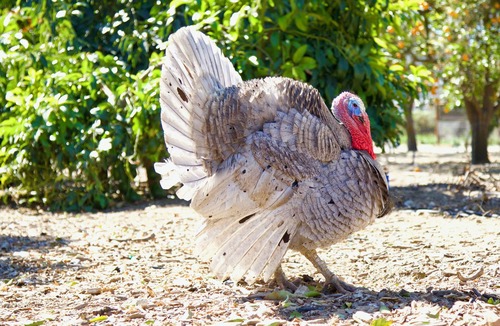 Fillmore Cottage | Treehouse and farm stay in Fillmore