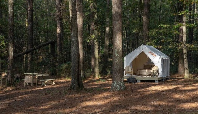 Tentrr State Park Site - Mississippi Roosevelt State Park - Tall Trees D - Sing
