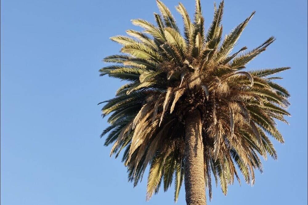 Photo of Others in Ocean Park
