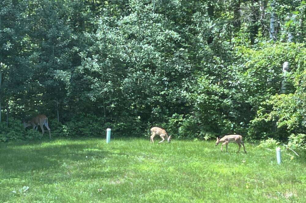 Photo of Outdoor in Brainerd