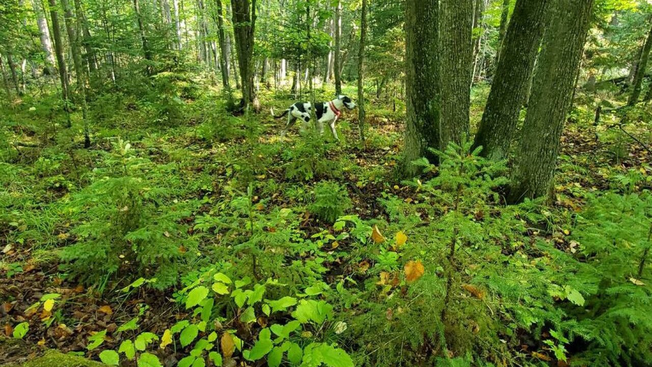 Photo of Outdoor in Brook Park