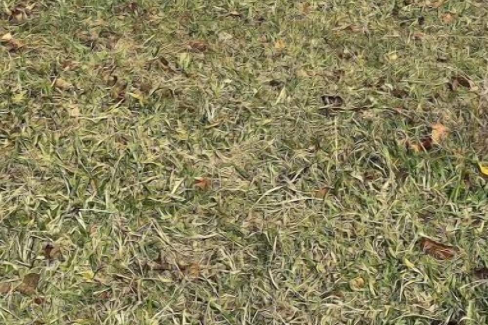 Photo of Outdoor in The Plains