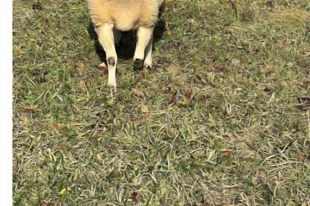 Photo of Others in The Plains
