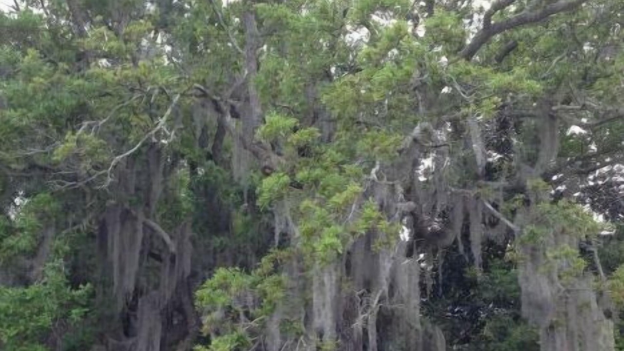 Photo of Outdoor in Ocean Springs