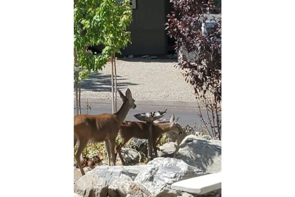 Photo of Outdoor in Pine Mountain Club