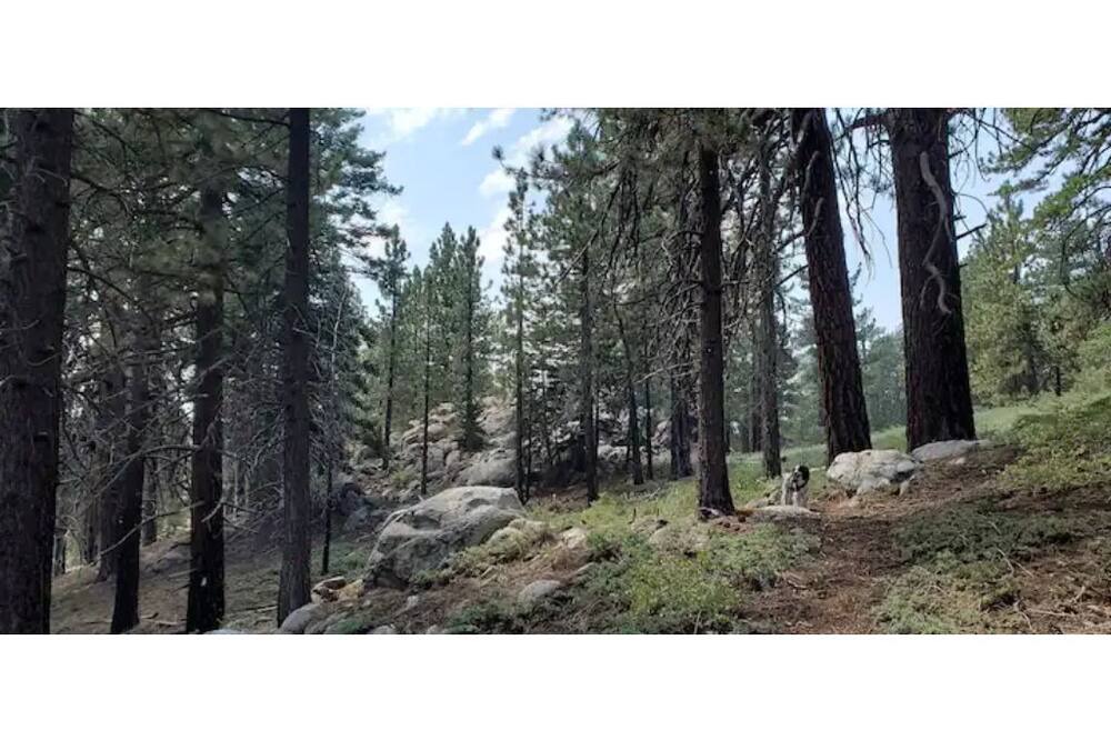 Photo of Others in Pine Mountain Club