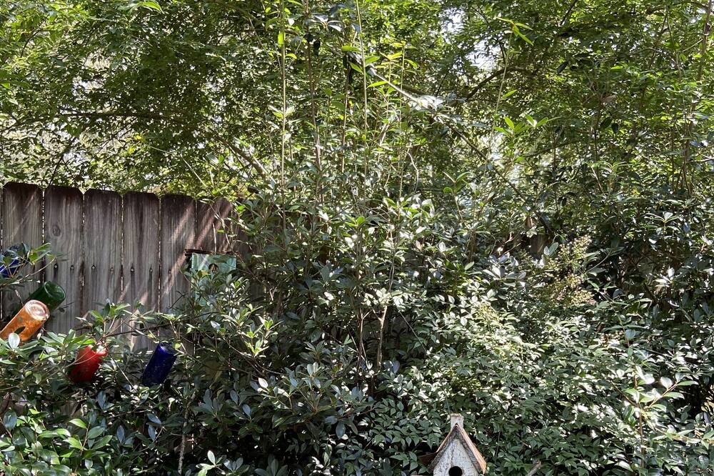 Photo of Outdoor in Pass Christian
