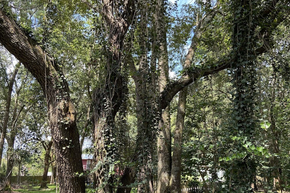 Photo of Outdoor in Pass Christian