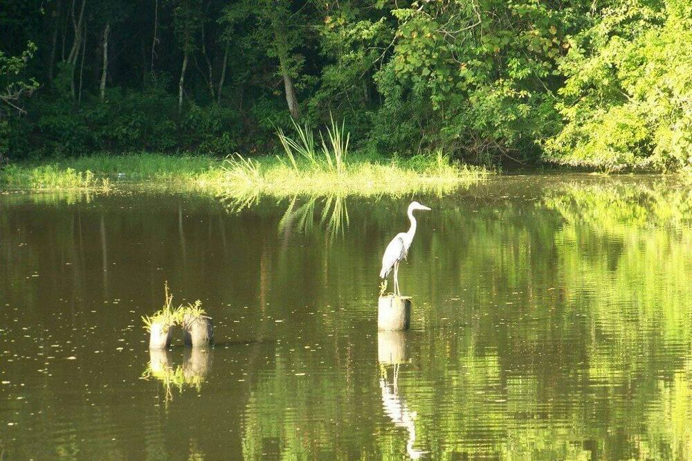 Photo of Others in Iberia Parish