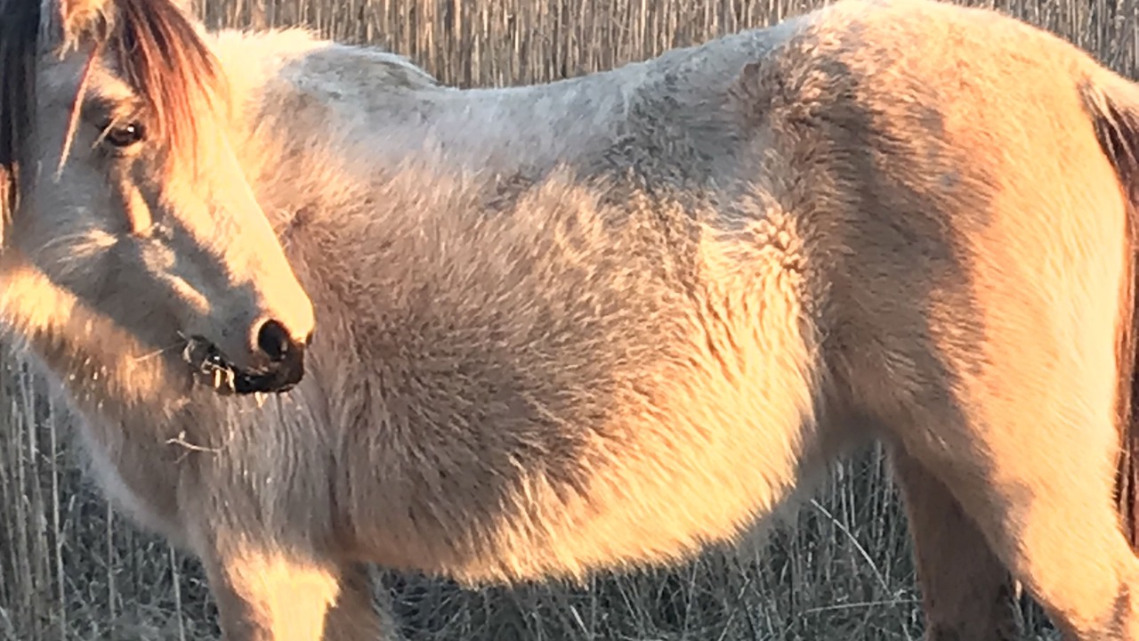 Photo of Others in Chincoteague