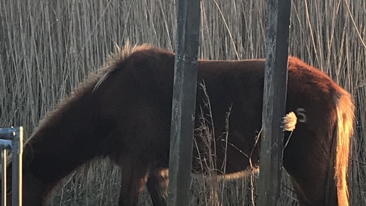 Photo of Others in Chincoteague