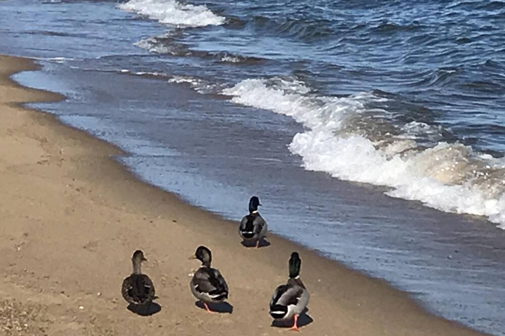 Photo of Others in Popponesset