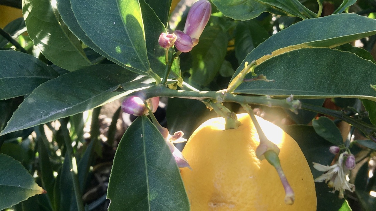 Photo of Outdoor in Central Malibu