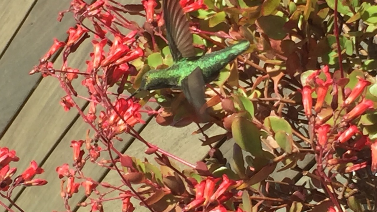 Photo of Others in Central Malibu