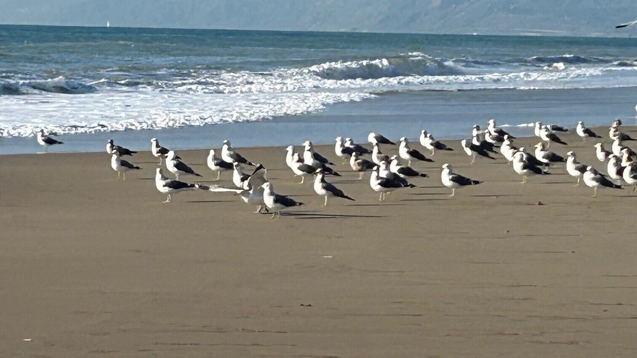 Photo of Others in Oxnard Shores