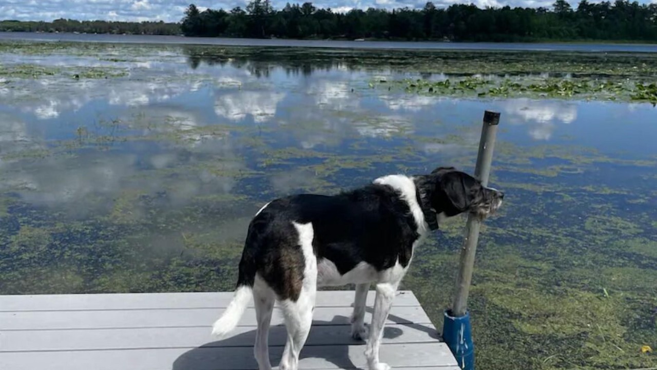 Photo of Outdoor in Pine River