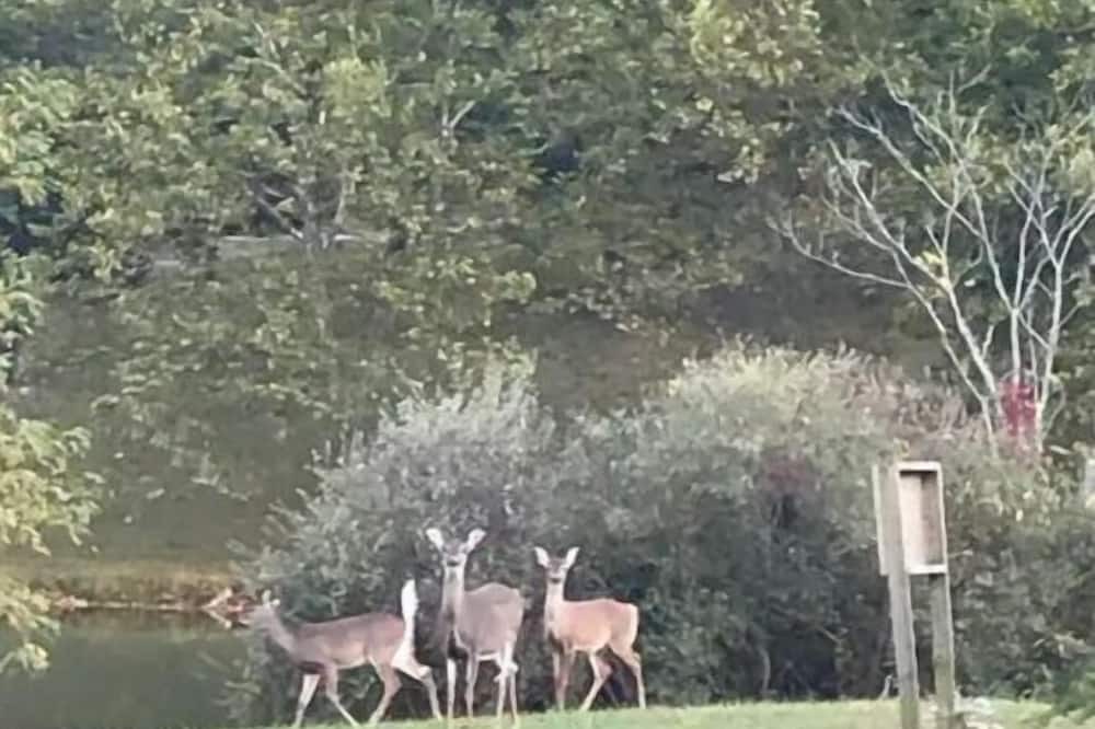 Photo of Outdoor in Mercersburg