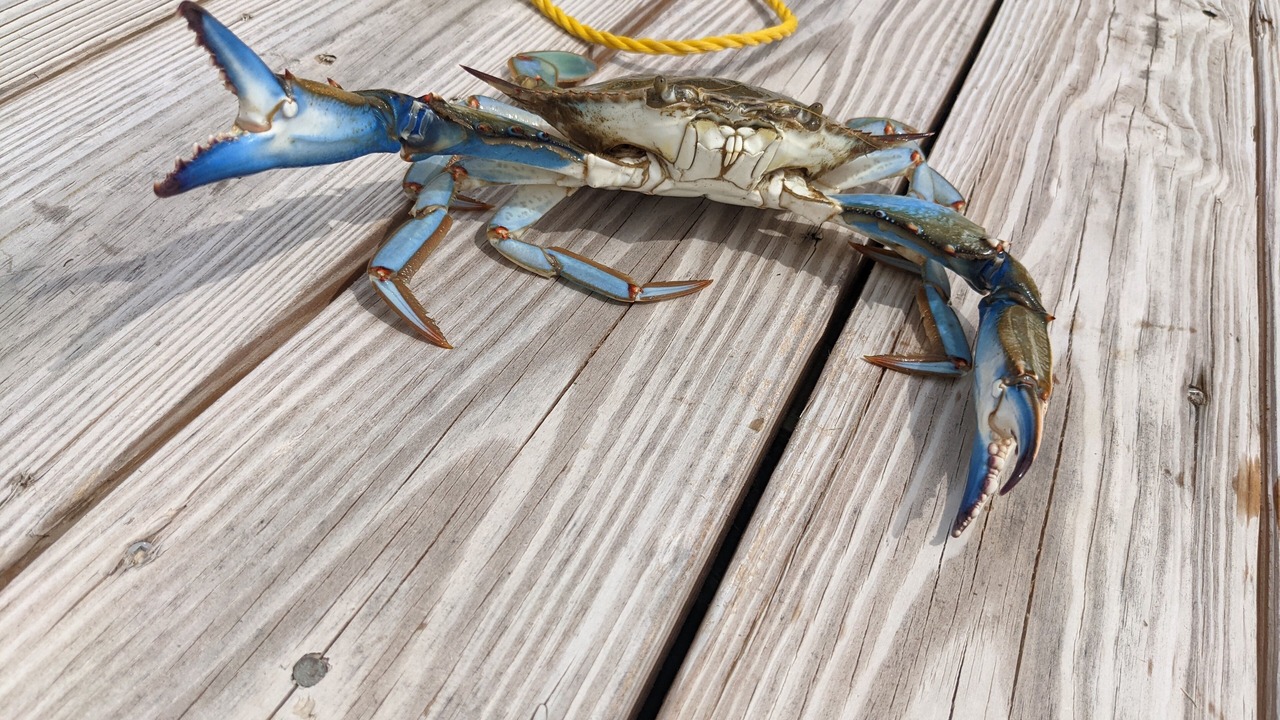 Photo of Others in Dauphin Island