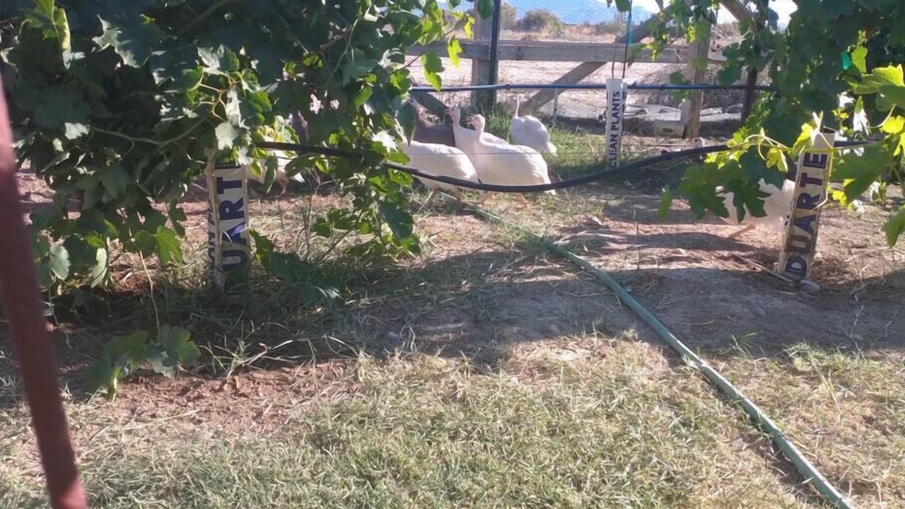 Photo of Outdoor in Pahrump