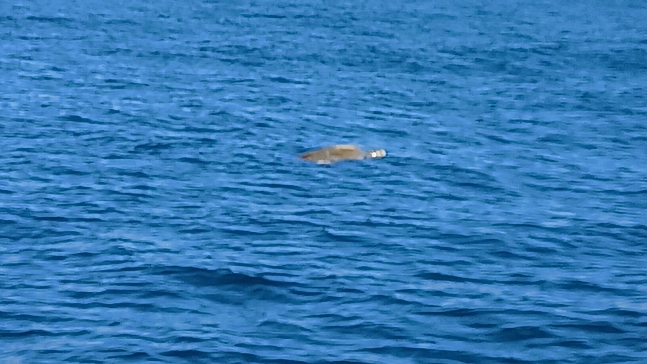 Photo of Others in Fort Morgan Pines