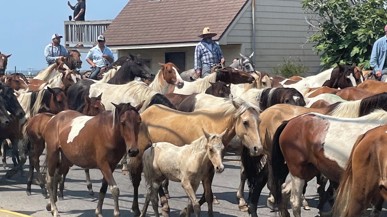 Photo of Others in Chincoteague