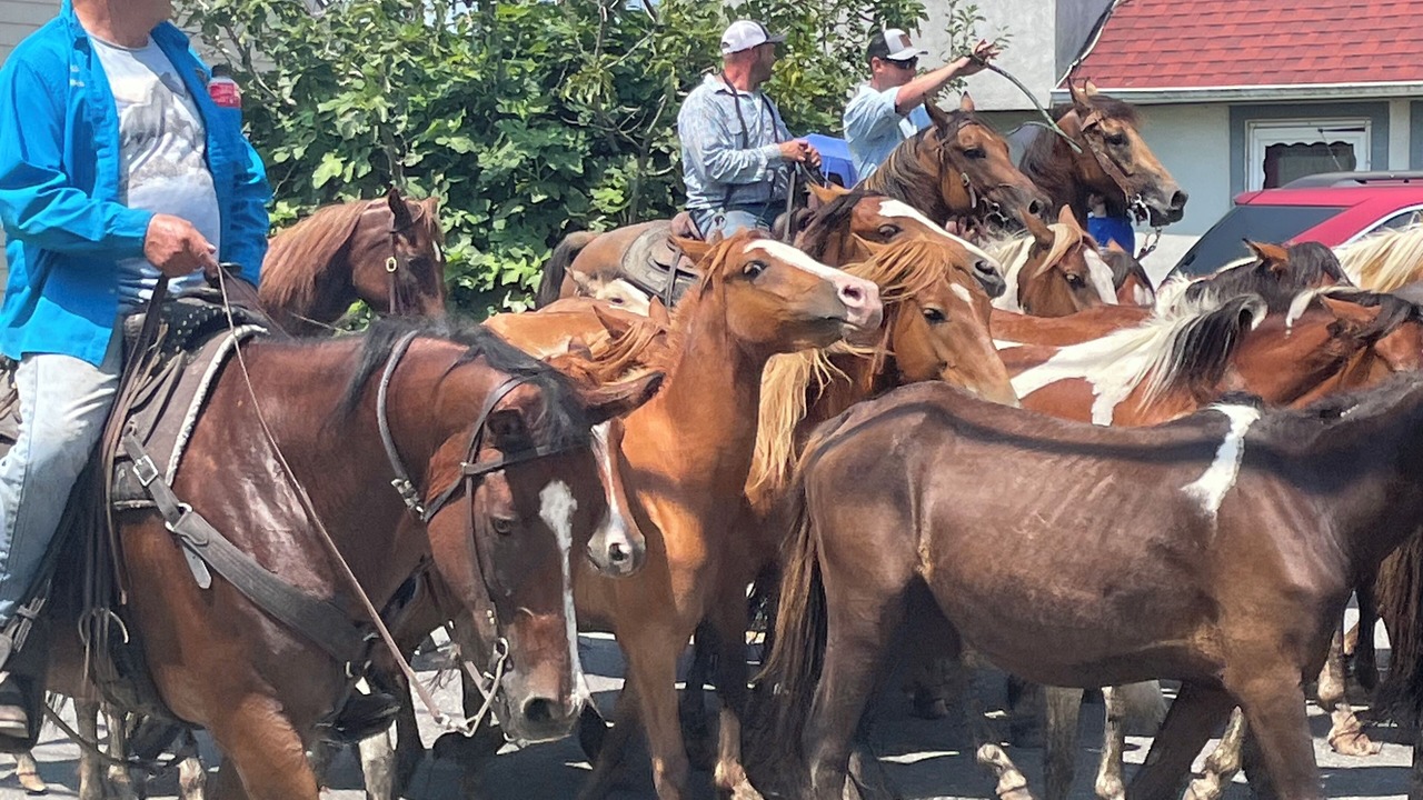 Photo of Others in Chincoteague