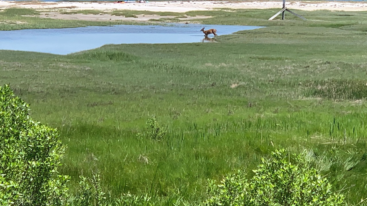 Photo of Others in Barnstable