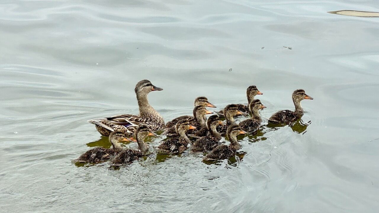 Photo of Others in Forest Lake