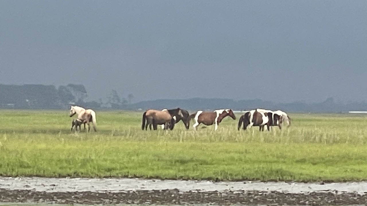 Photo of Others in Chincoteague