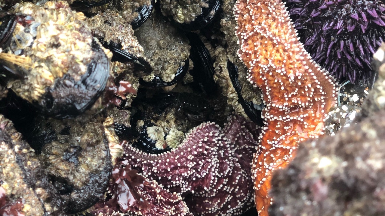 Photo of Others in Pierpont Bay