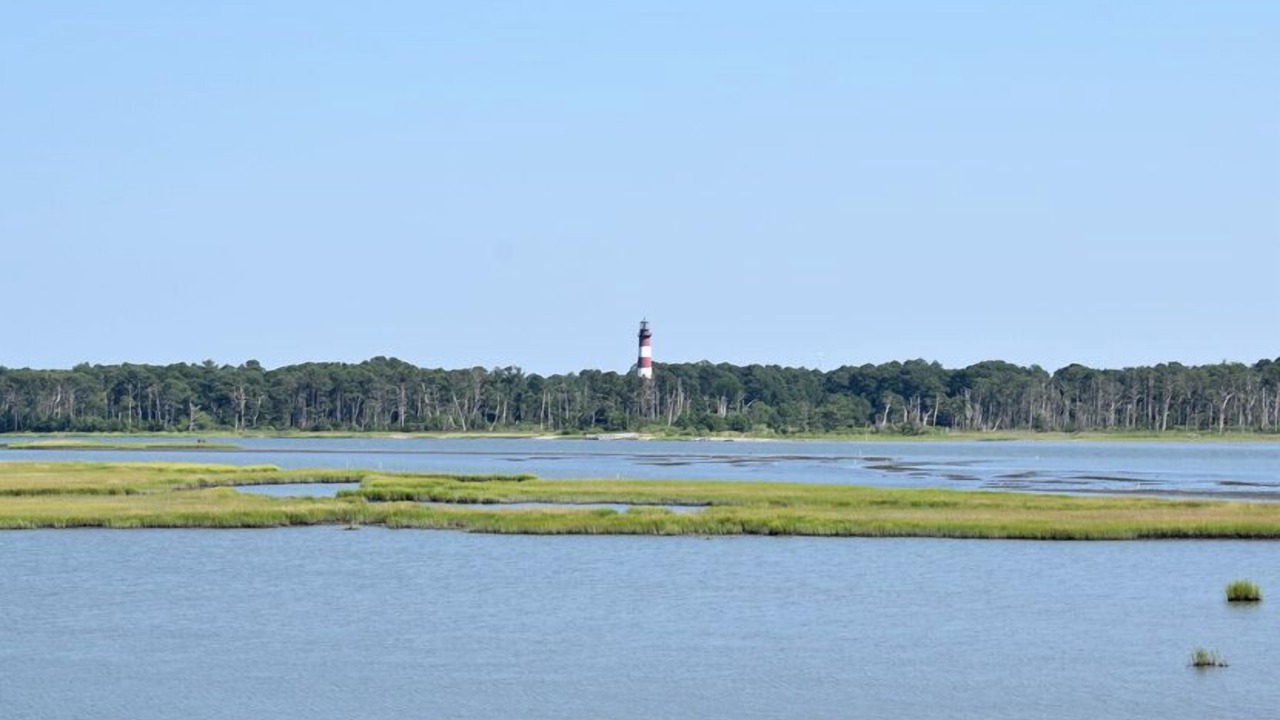 Photo of Others in Chincoteague