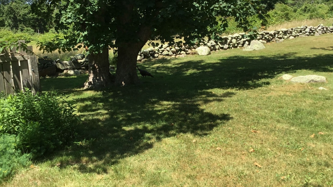 Photo of Outdoor in Chilmark