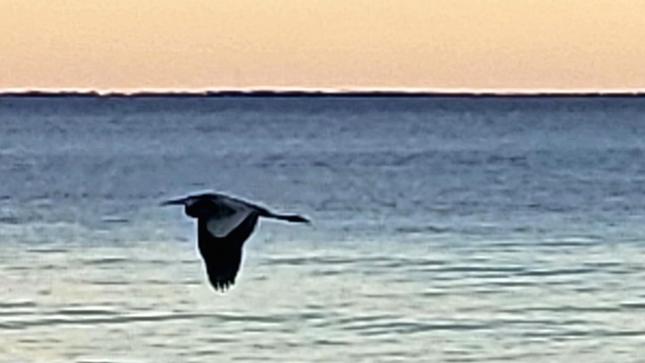 Photo of Others in Ocean Springs