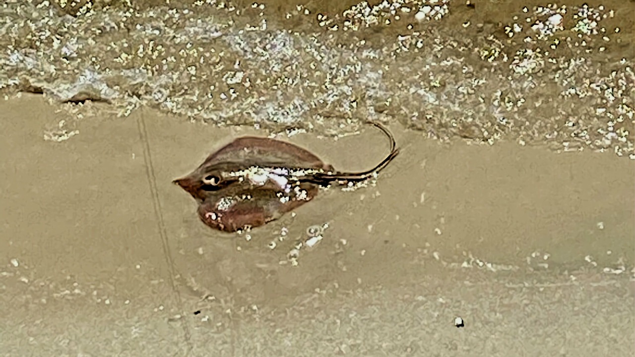 Photo of Others in Ocean Springs