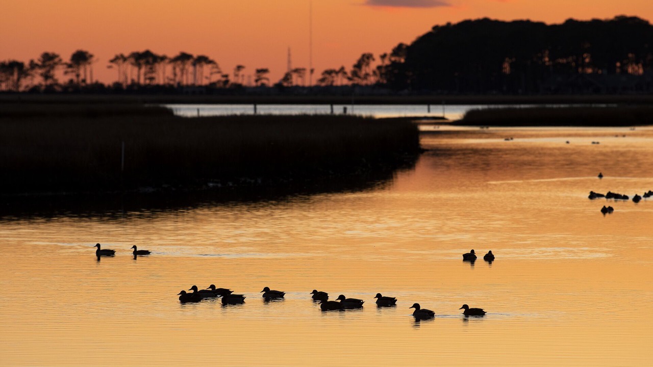 Photo of Others in Chincoteague