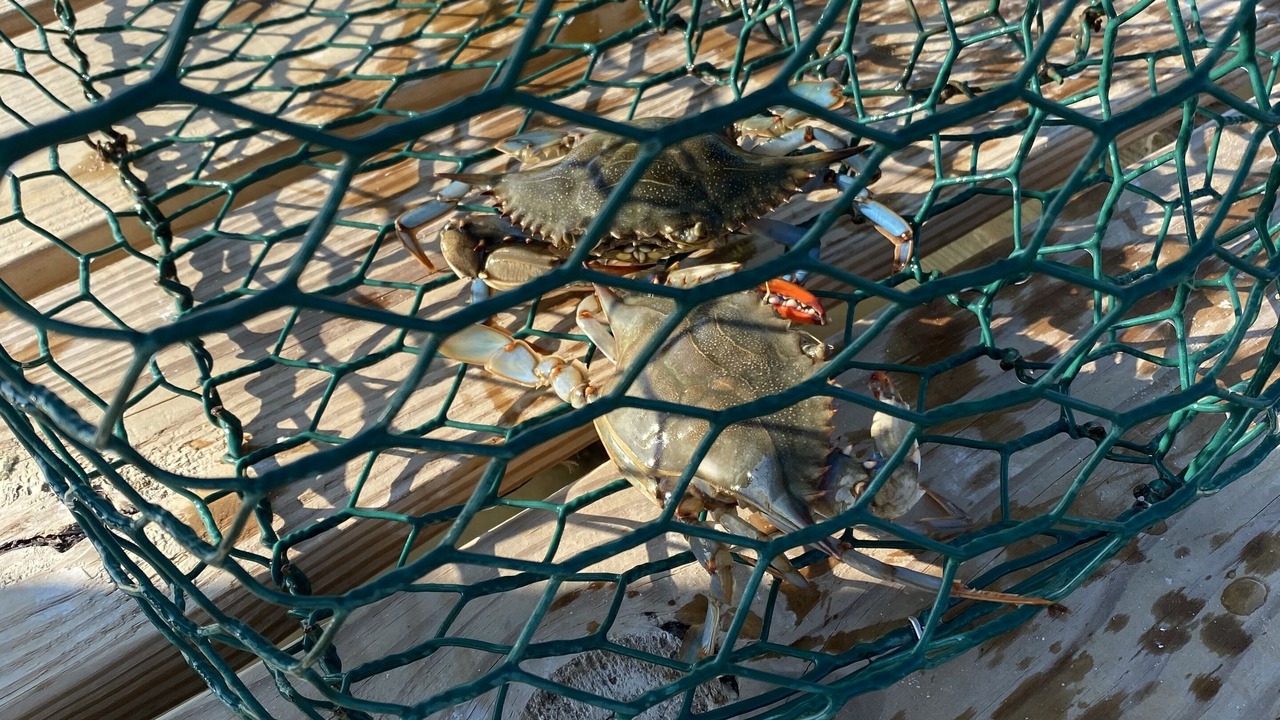 Photo of Others in Ocean Springs
