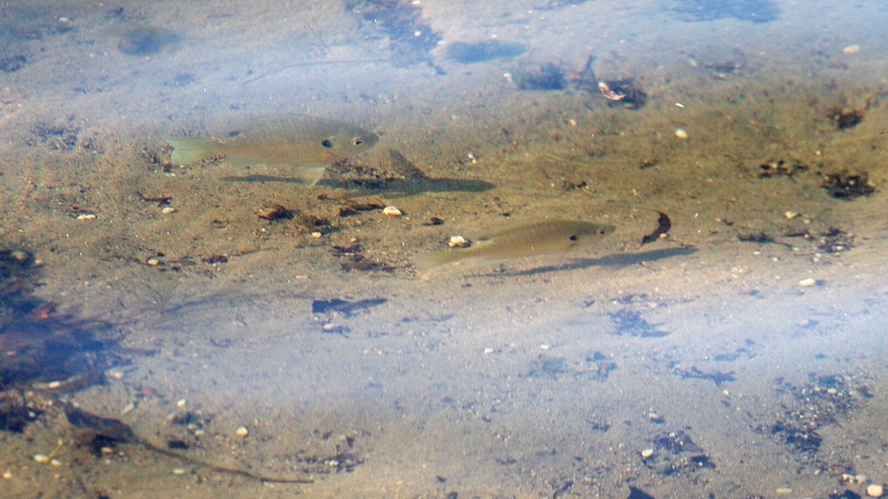Photo of Outdoor in Alexandria