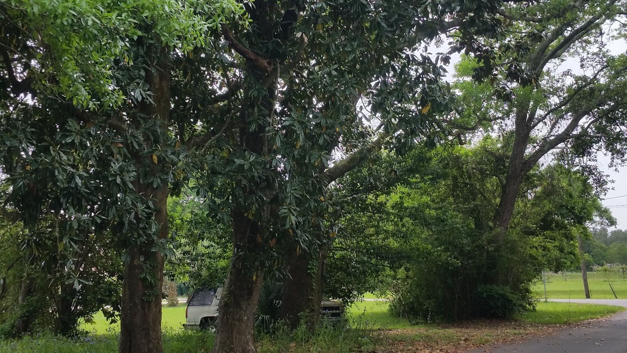 Photo of Outdoor in Mississippi City