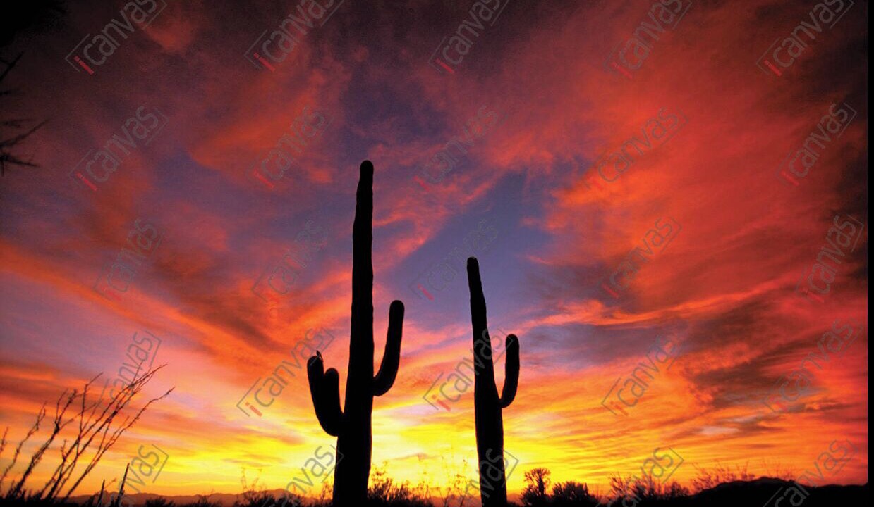 Photo of Others in South Scottsdale