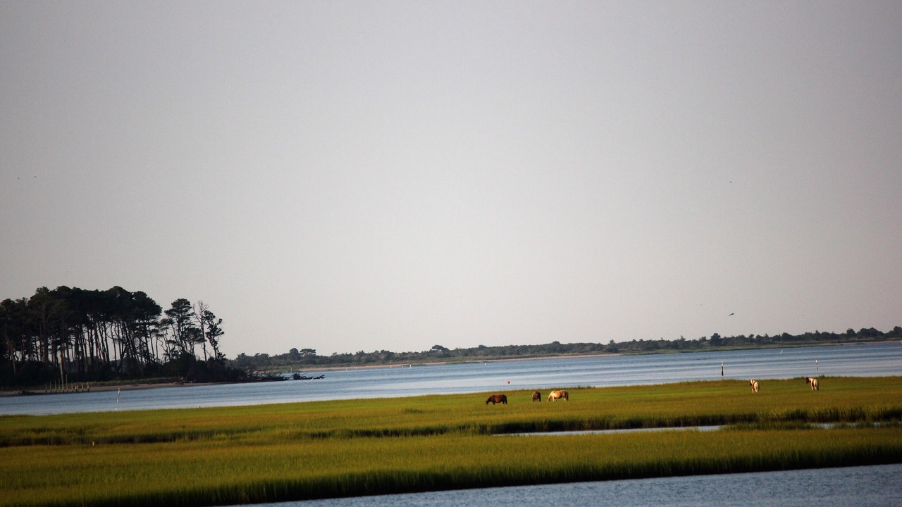 Photo of Others in Chincoteague