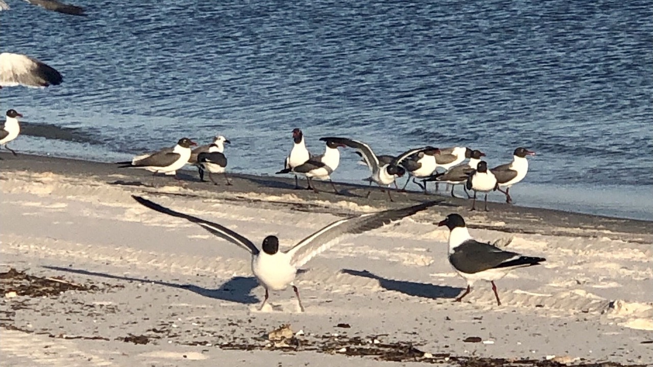 Photo of Others in Biloxi