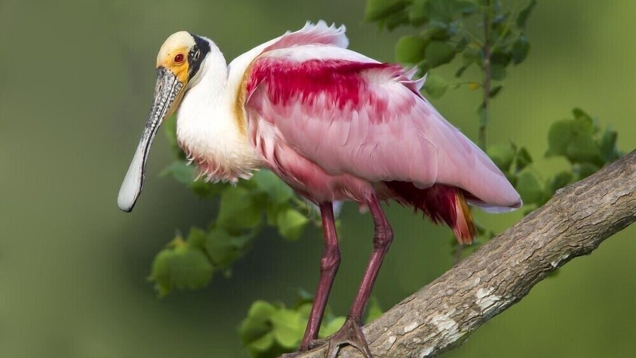 Photo of Others in Atchafalaya