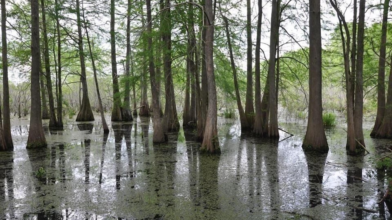 Photo of Others in Breaux Bridge